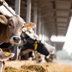 Dairy Cow Transport Nigeria: How to Move Dairy Cows Safely