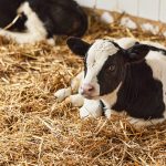 Transport Calves Nigeria: How to Move Calves Safely