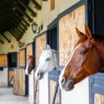 Transport Horses Nigeria: How to Move Horses Safely
