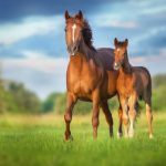 Horse Relocation Nigeria: Moving Horses Safely