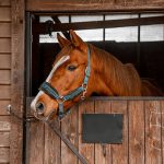 Horse Transport Cost Nigeria: What Determines the Price