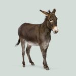 Donkey Transport Nigeria: Moving Donkeys Safely