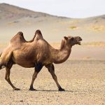Camel Transport Nigeria: Safe Camel Transportation
