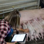 Livestock Transport Regulations Nigeria: What You Need to Know Before Moving Animals