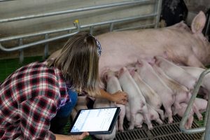 Farmer with a tablet beside a sow and piglets in a farm pen