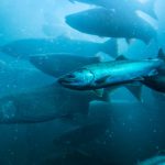 Aquaculture Transport Nigeria: Moving Fish and Farm Supplies Safely