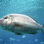 Tilapia Transport Nigeria: Safe Movement of Live Tilapia