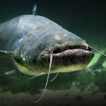 Catfish Transport Nigeria: Safe Movement of Live Catfish