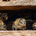 Beehive Transport Nigeria: Safe Movement of Bee Colonies