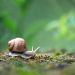 Snail Transport Nigeria: Safe Movement of Live Snails