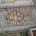 Licensed Animal Transport Nigeria: Safe and Compliant Animal Movement