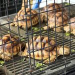 Interstate Animal Transport Nigeria: Safe Movement Between States