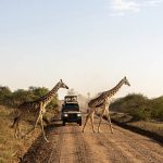 Wildlife Transport Nigeria: Safe and Legal Wildlife Movement