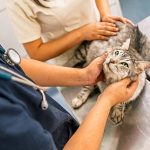 Animal Welfare Transport Nigeria: How to Move Animals Safely