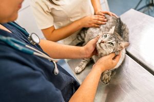 Veterinary team examining a cat in a clinic